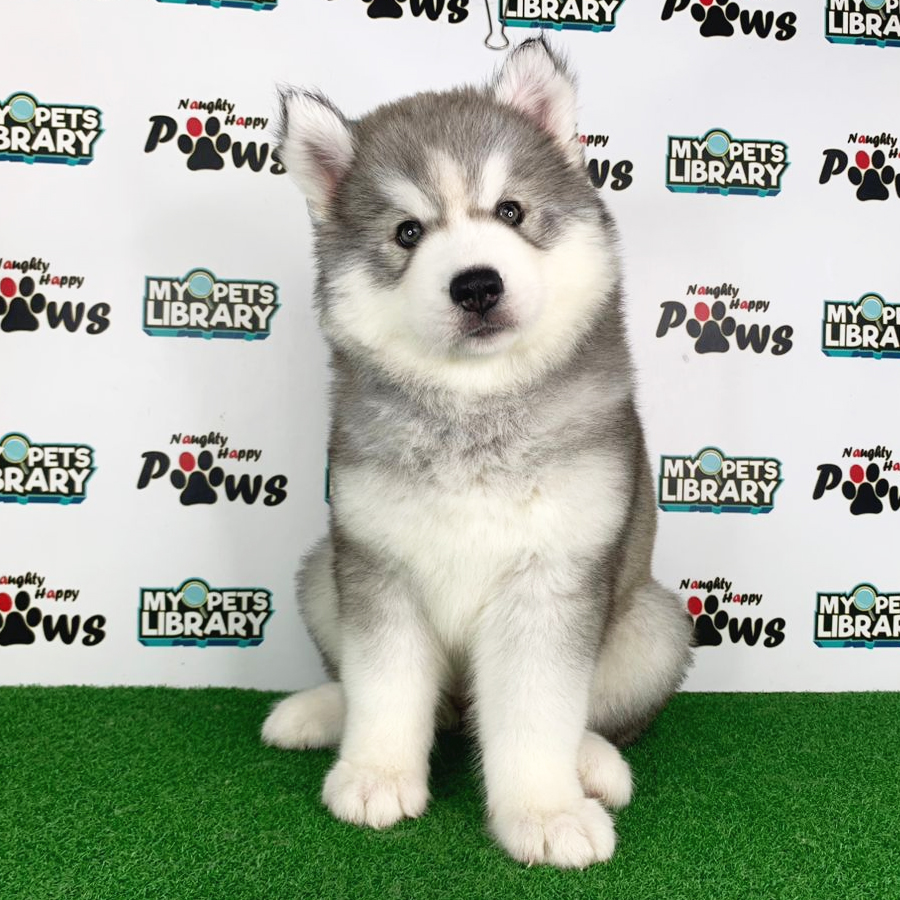Wooly Husky Puppy (Female) For Sale