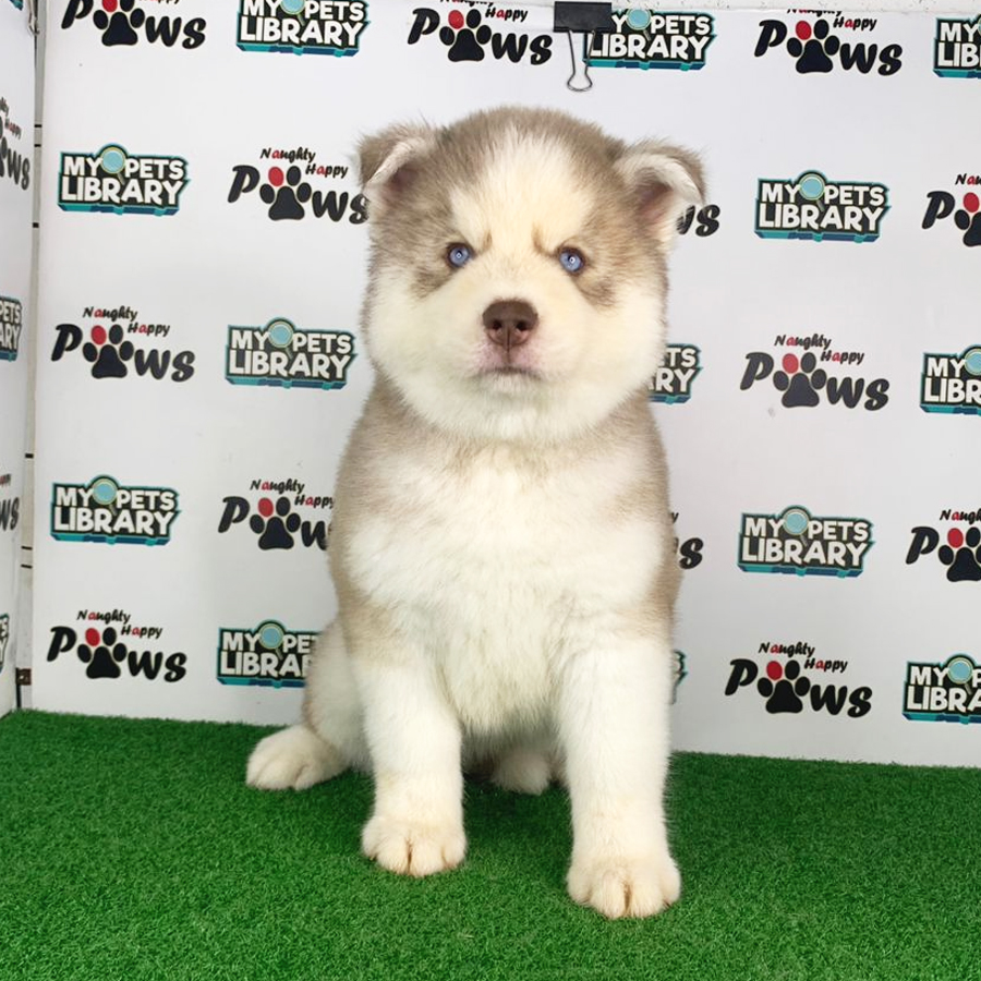Wooly Husky Puppy (Female) For Sale
