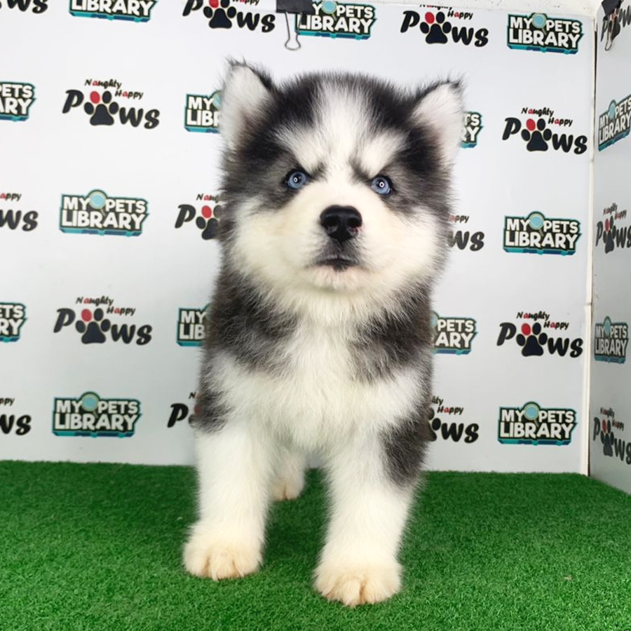 Wooly Husky Puppy (Male) For Sale