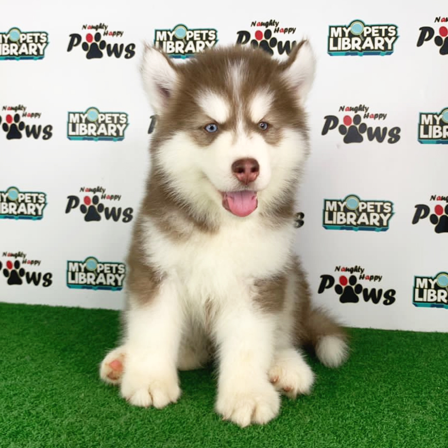 Wooly Hsuky Puppy (Male) For Sale