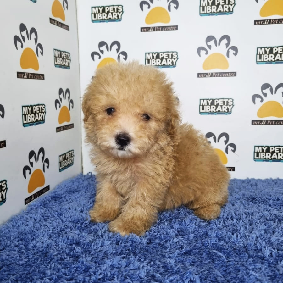 Tiny Poodle Puppy (Male) For Sale