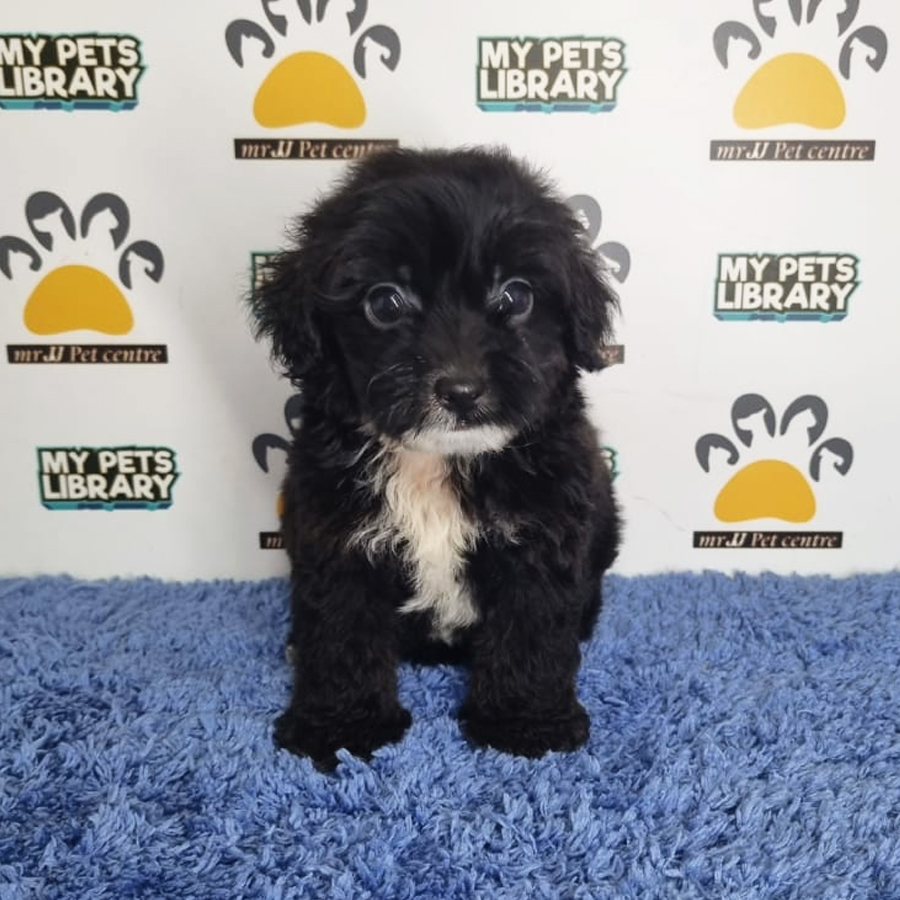 Tiny Poodle Puppy (Male) For Sale