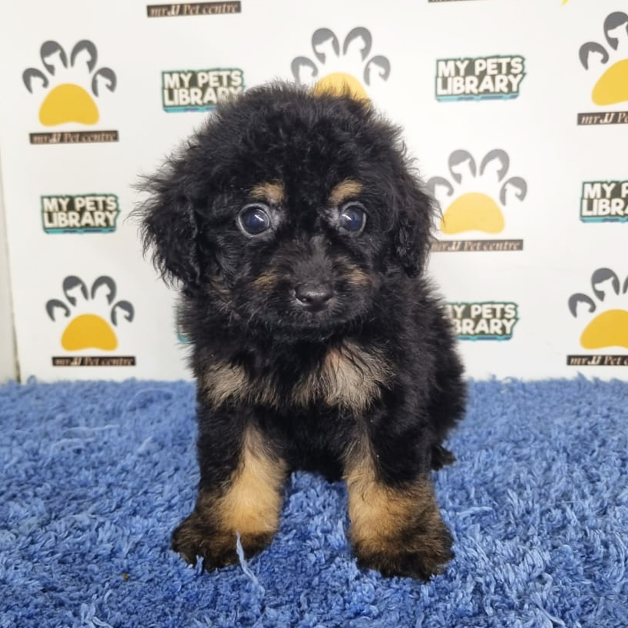 Tiny Poodle Puppy (Male) For Sale