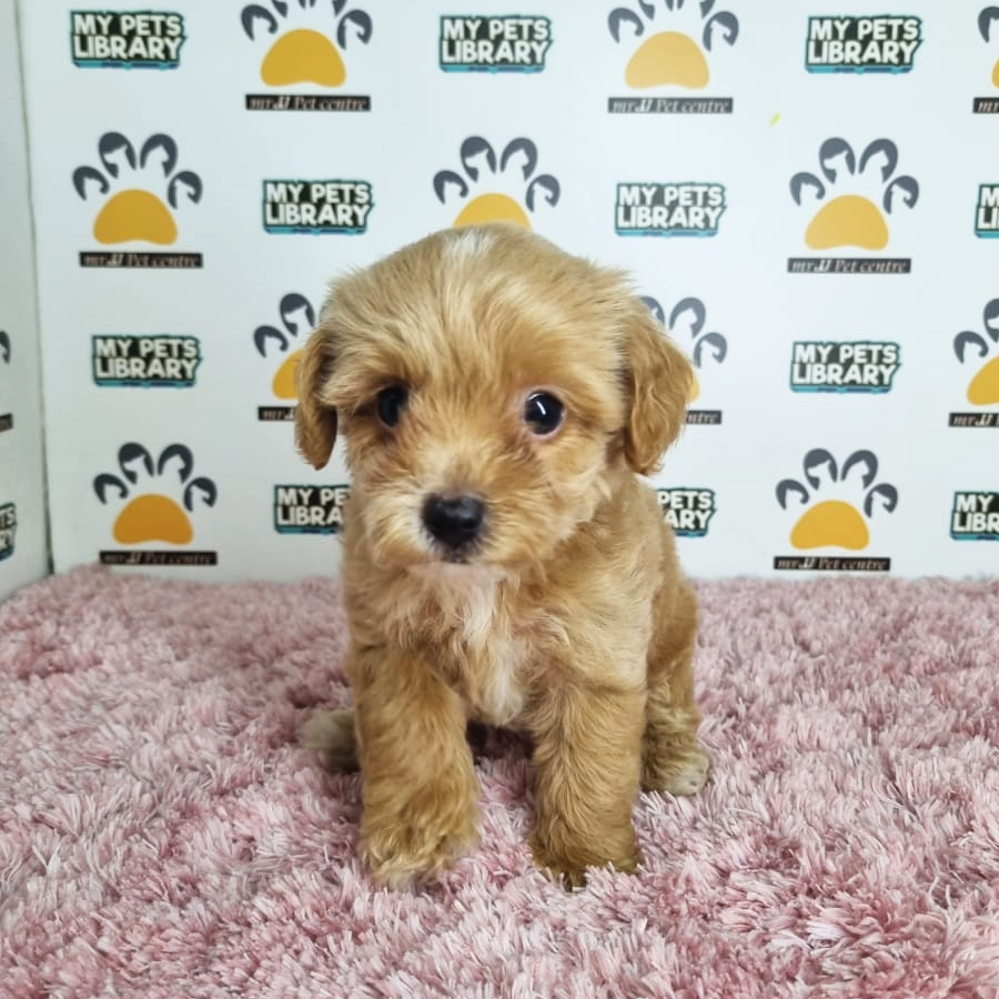 Tiny Poodle Puppy (Female) For Sale