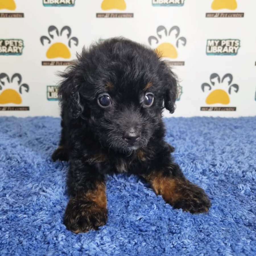 Tiny Poodle Puppy (Male) For Sale