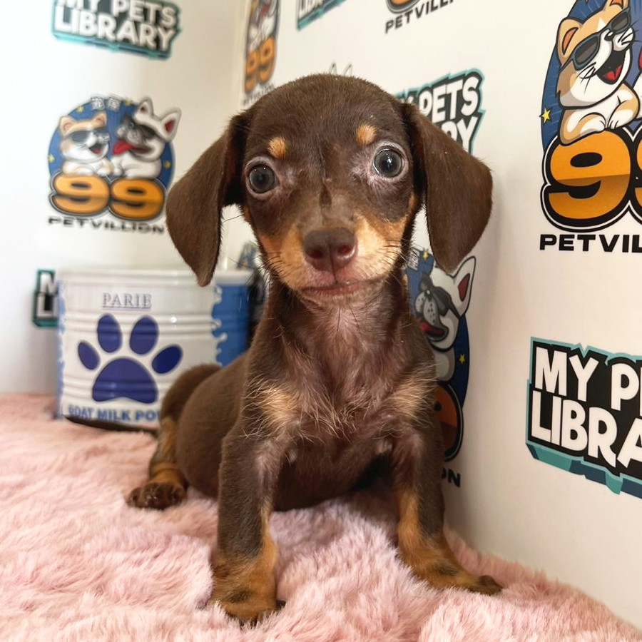 Miniature Dachshund Puppy (Female) For Sale