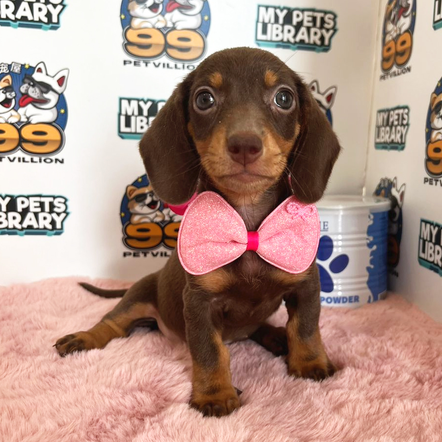 Miniature Dachshund Puppy (Female) For Sale