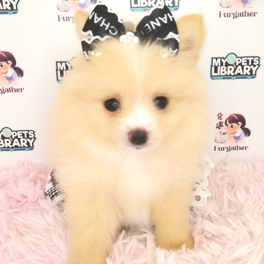 Pomeranian Puppy (Male) For Sale