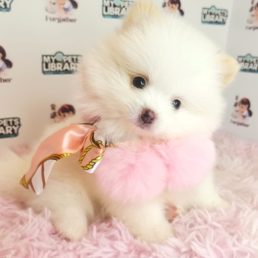 Pomeranian Puppy (Male) For Sale