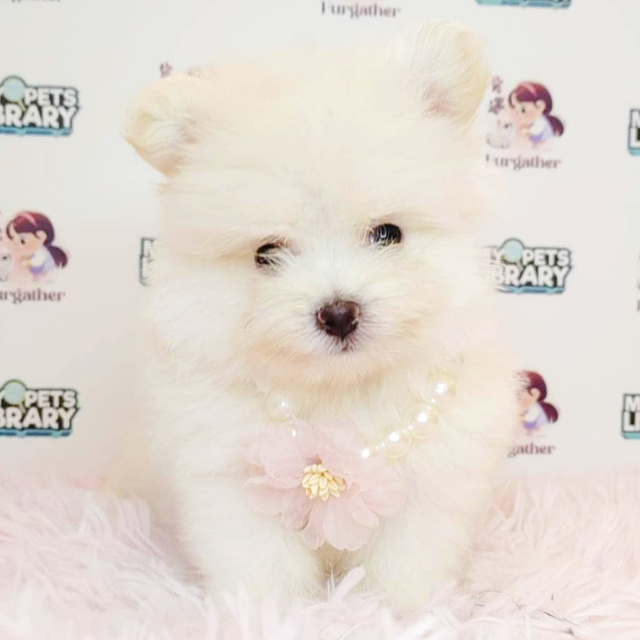 Pomeranian Puppy (Male) For Sale