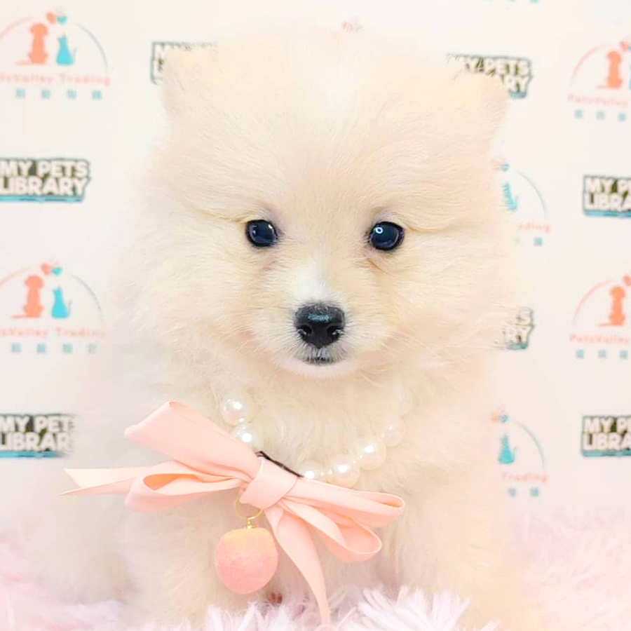 Pomeranian Puppy (Male) For Sale