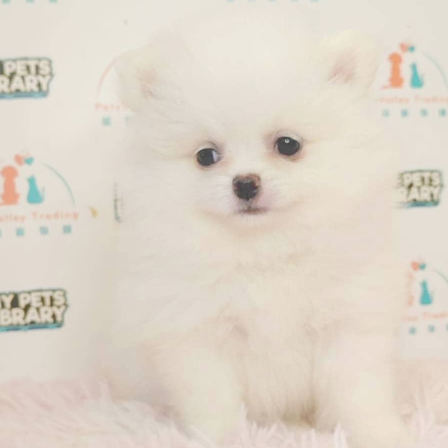 Pomeranian Puppy (Male) For Sale