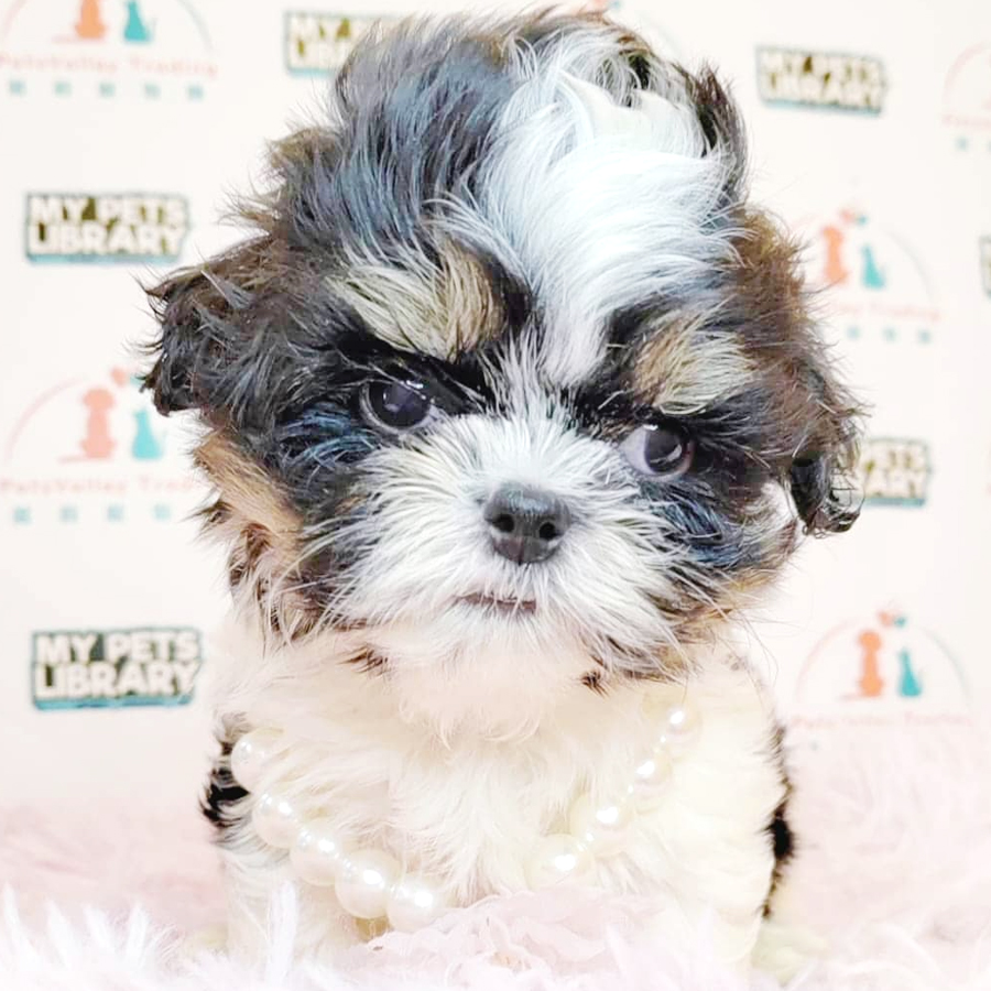 Shih Tzu Puppy (Male) For Sale