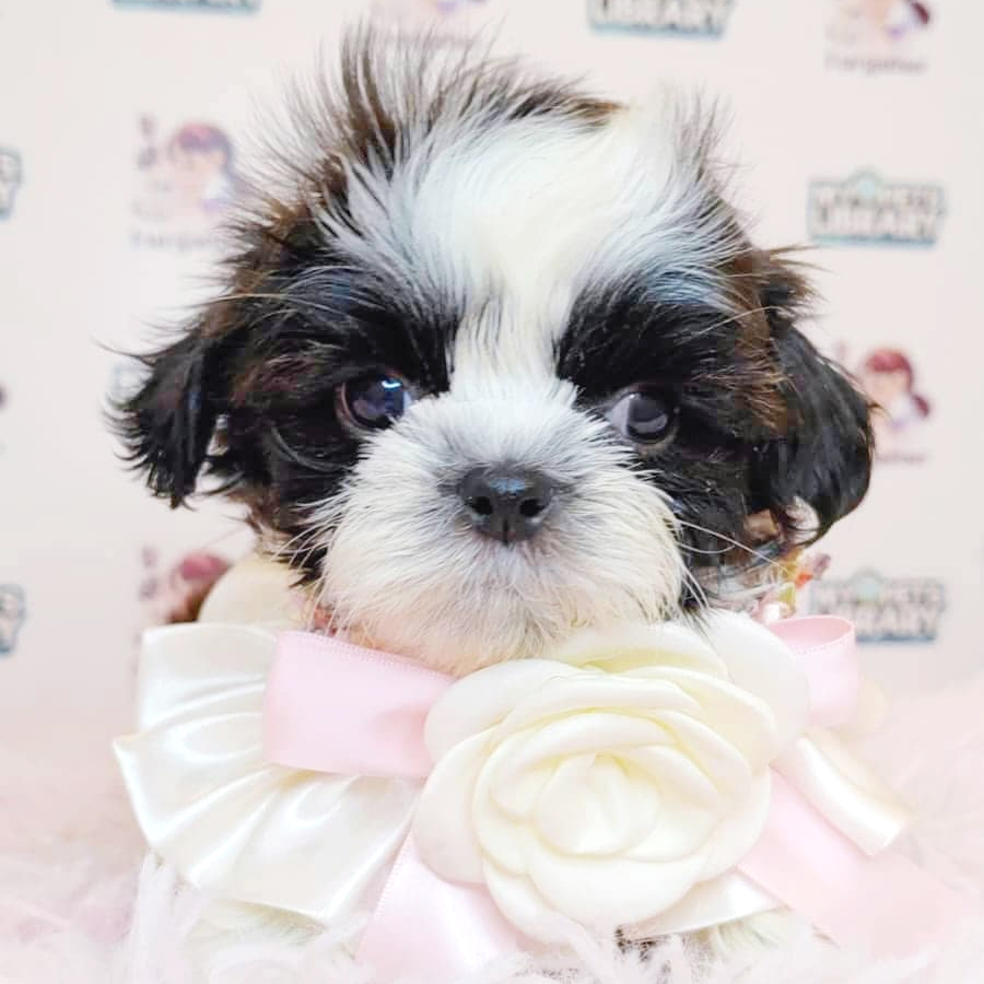 Shih Tzu Puppy (Male) For Sale