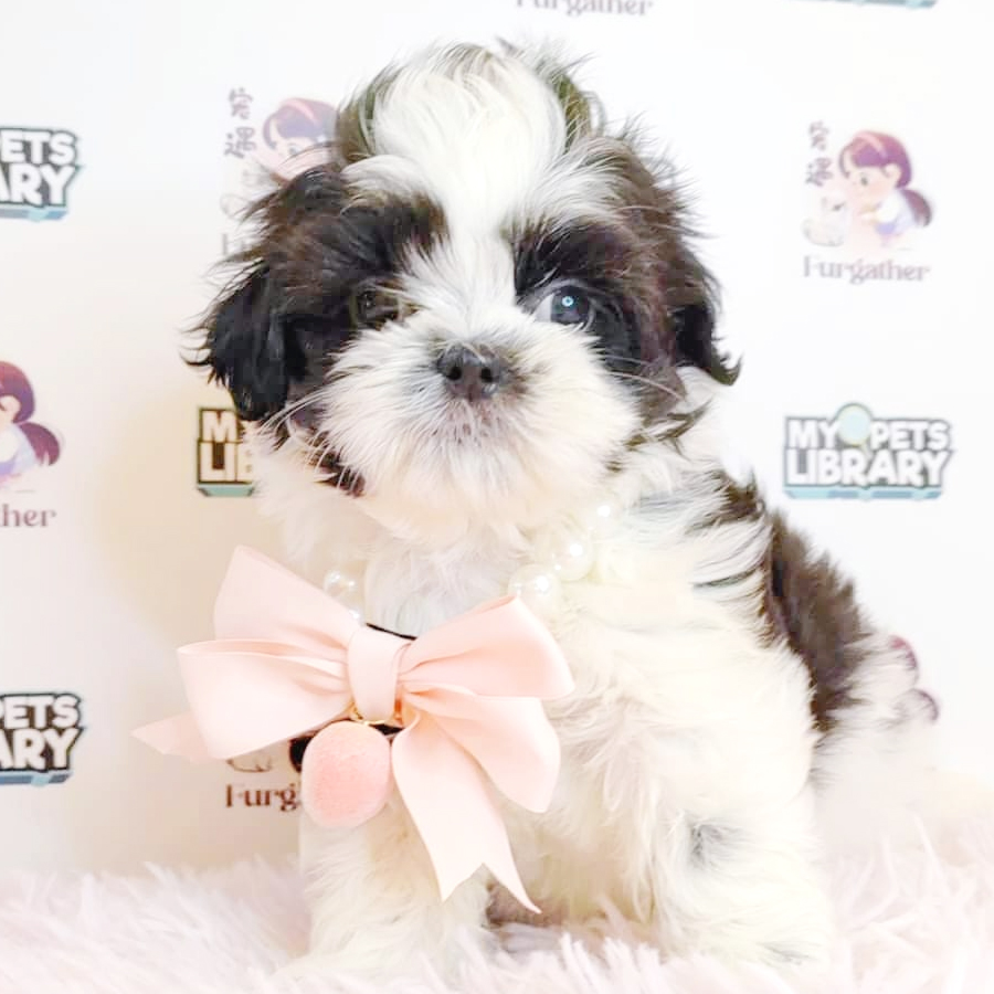 Shih Tzu Puppy (Female) For Sale