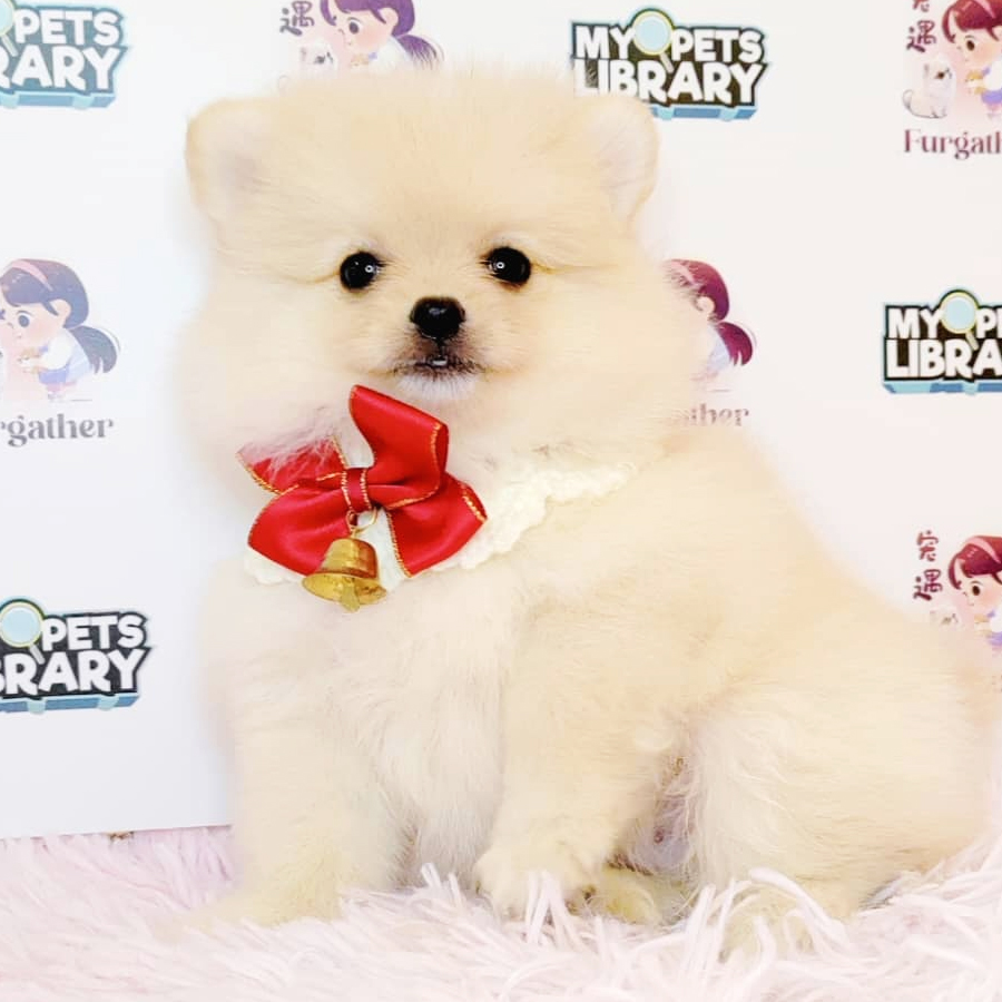 Pomeranian Puppy (Female) For Sale