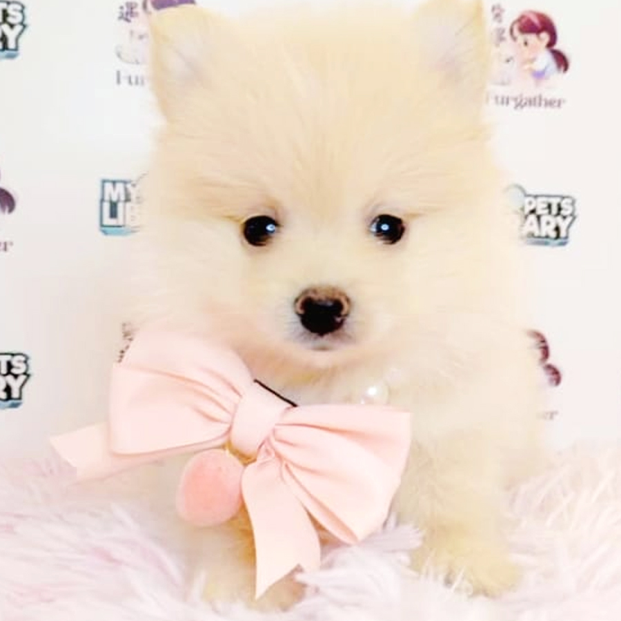 Pomeranian Puppy (Female) For Sale