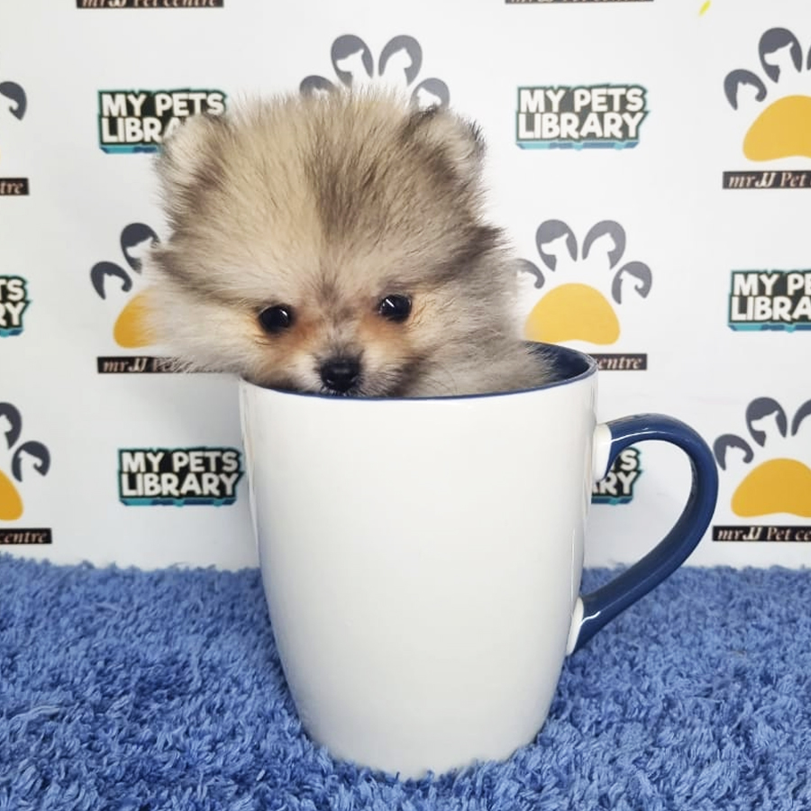 Teacup Pomeranian Puppy (Male) For Sale