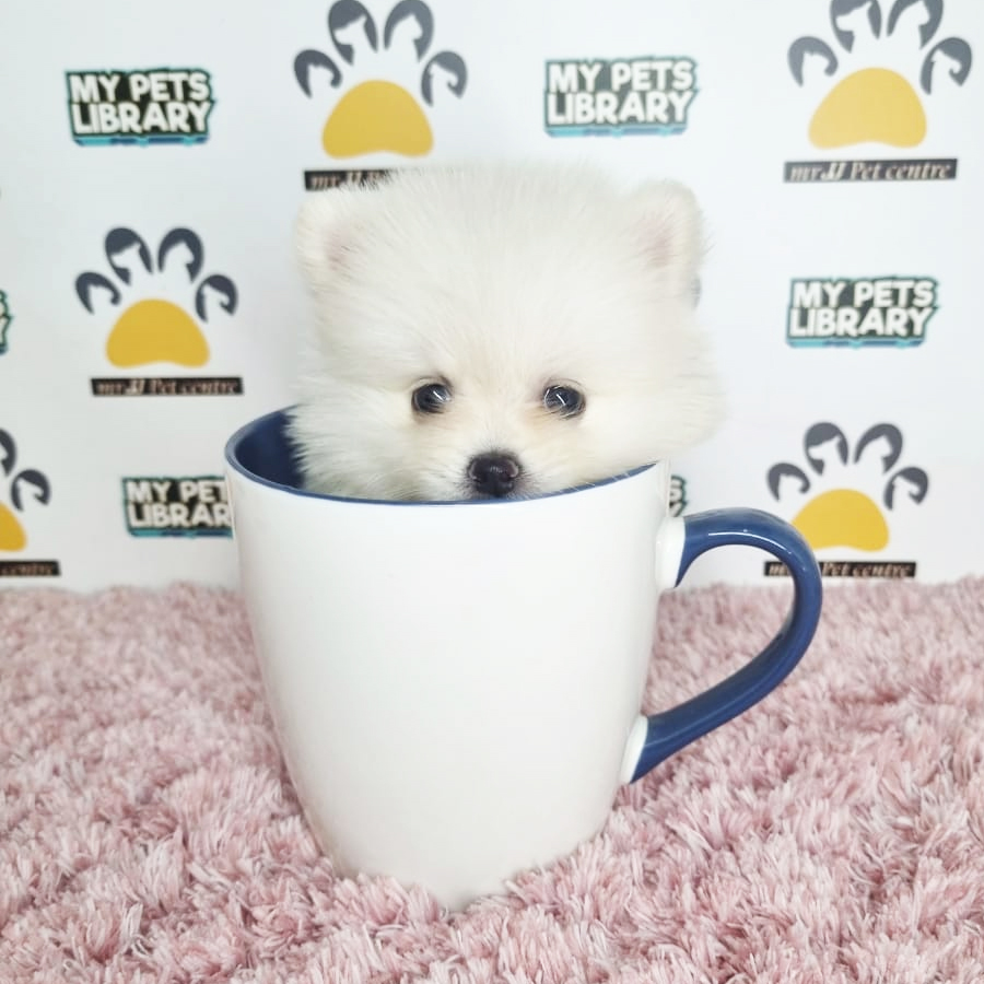 Teacup Pomeranian Puppy (Female) For Sale