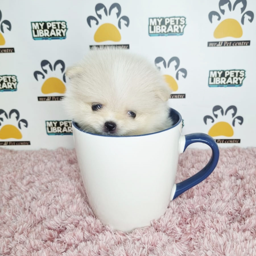 Teacup Pomeranian Puppy (Female) For Sale