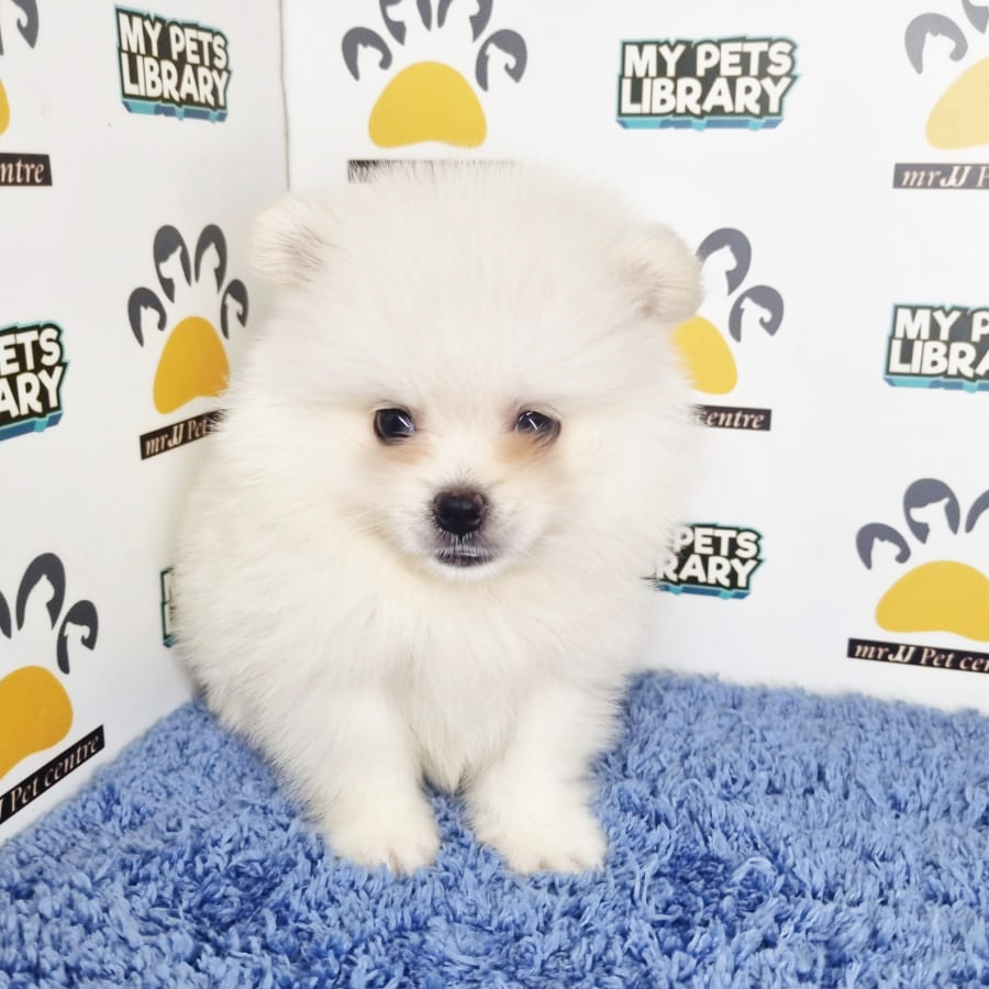 Tiny Pomeranian Puppy (Male) For Sale