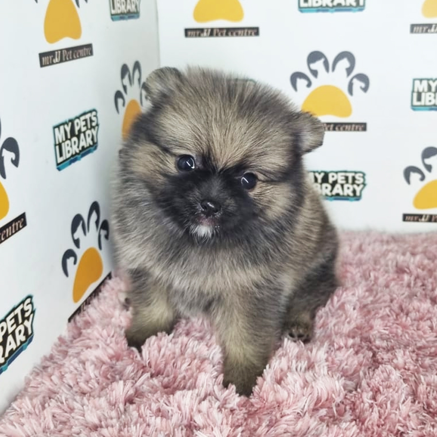 Tiny Pomeranian Puppy (Female) For Sale
