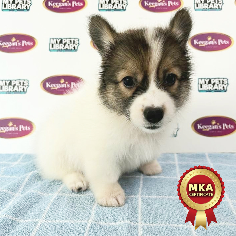 MKA Longcoat Welsh Corgi Puppy (Female) For Sale