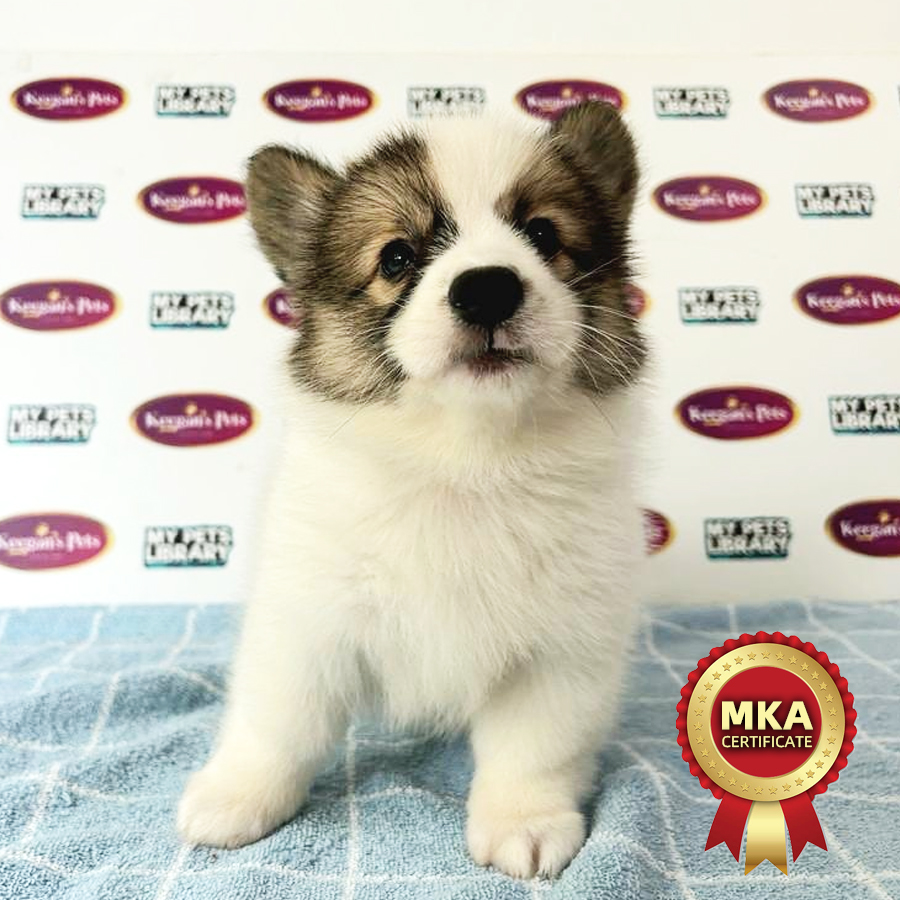 MKA Longcoat Welsh Corgi Puppy (Male) For Sale
