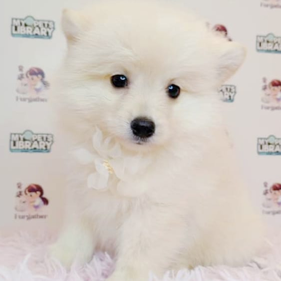Pomeranian Puppy (Male) For Sale