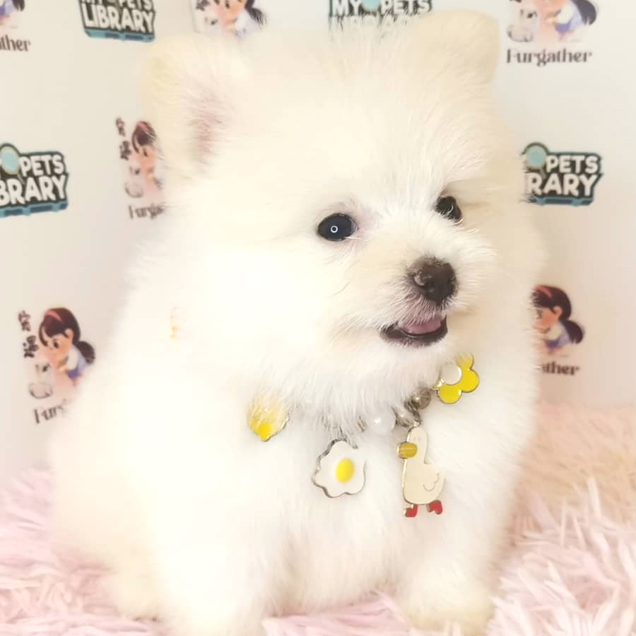 Pomeranian Puppy (Male) For Sale