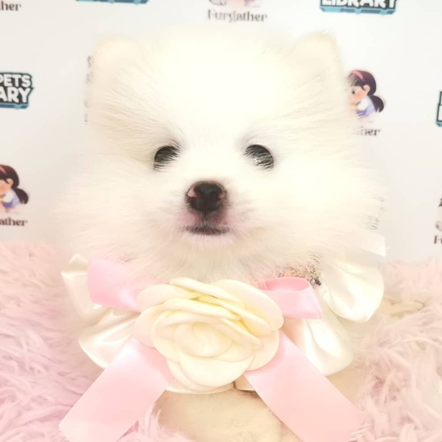 Pomeranian Puppy (Male) For Sale