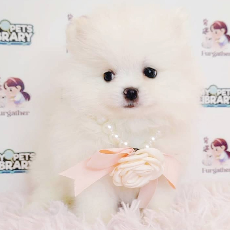 Pomeranian Puppy (Male) For Sale