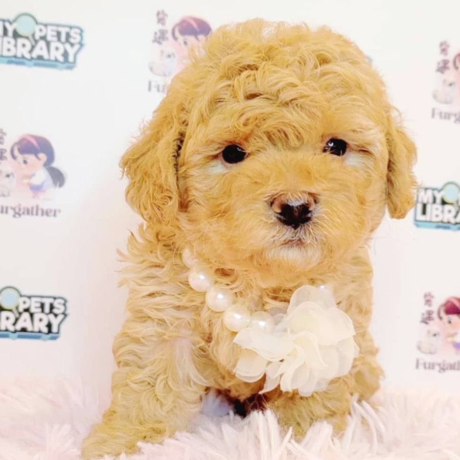 Toy Poodle Puppy (Male) For Sale