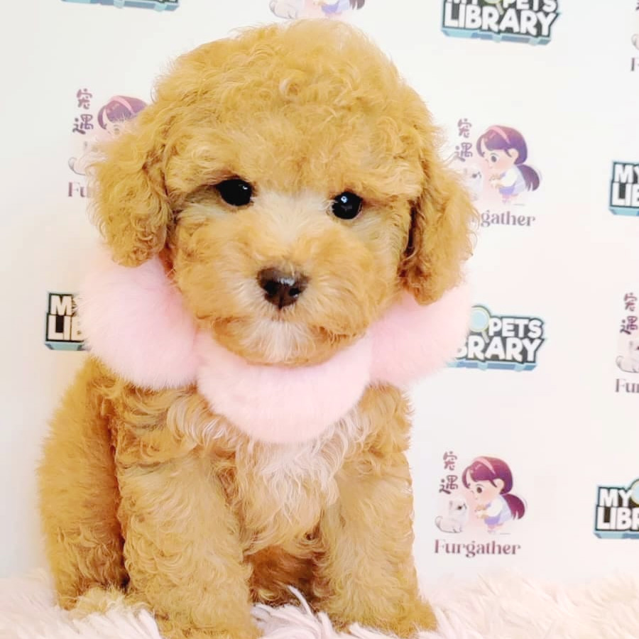 Toy Poodle Puppy (Female) For Sale