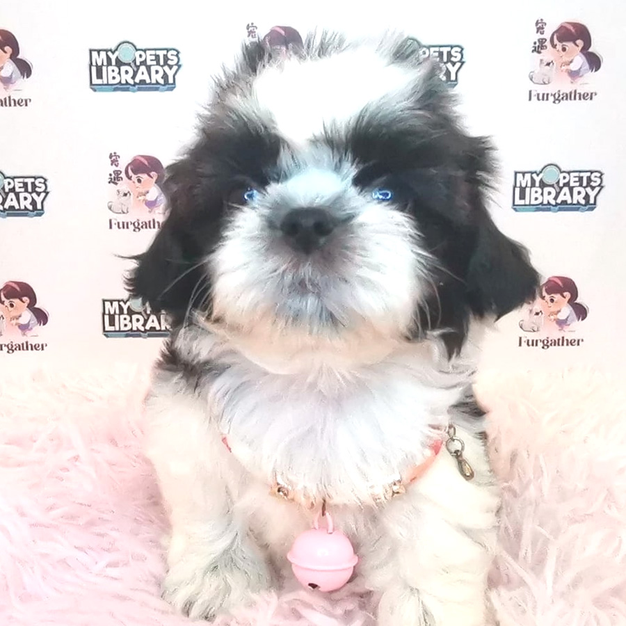 Shih Tzu Puppy (Male) For Sale
