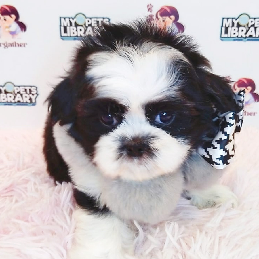 Shih Tzu Puppy (Female) For Sale