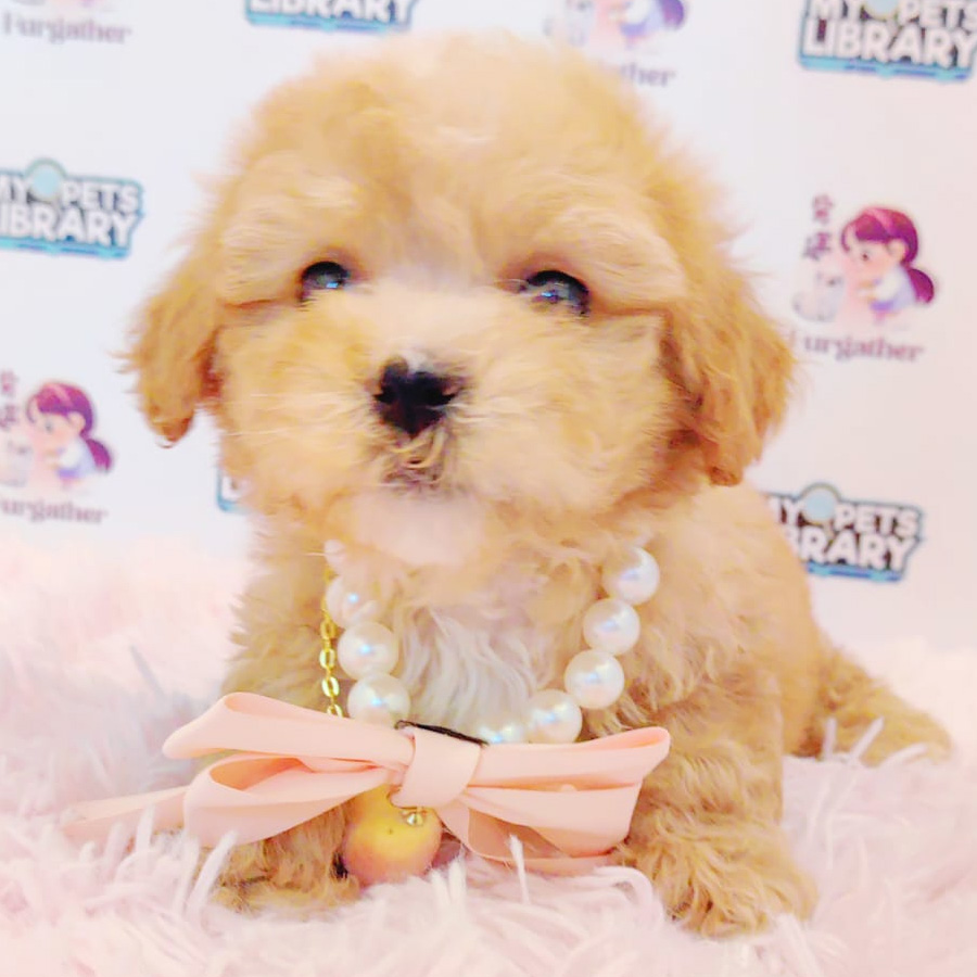 Maltipoo Puppy (Male) For Sale