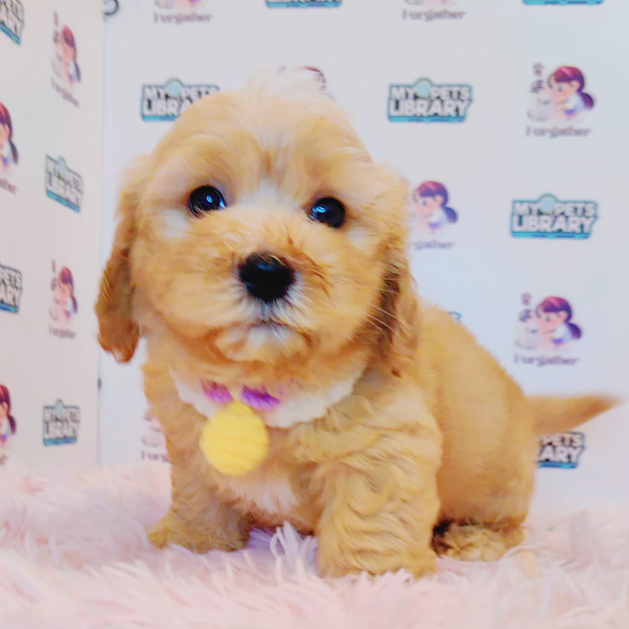 Maltipoo Puppy (Female) For Sale