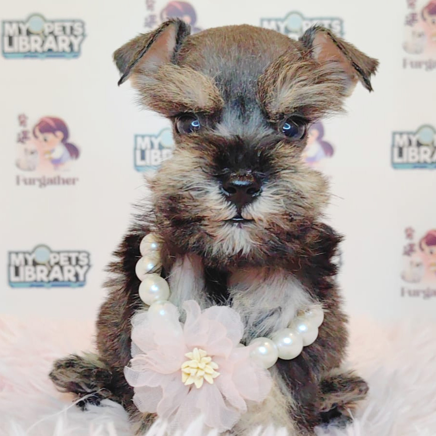 Schnauzer Puppy (Male) For Sale