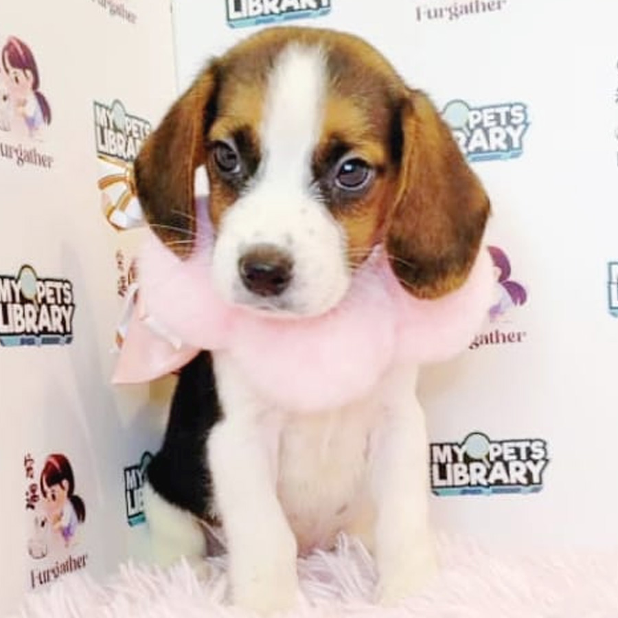 Beagle Puppy (Male) For Sale