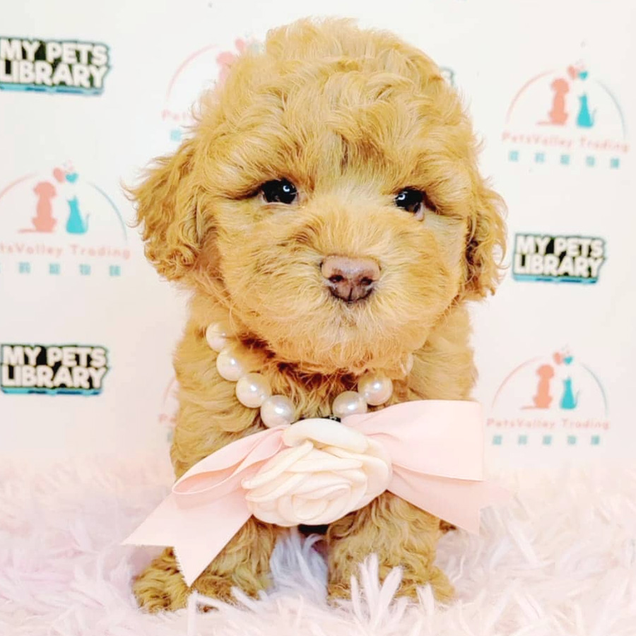Toy Poodle Puppy (Male) For Sale