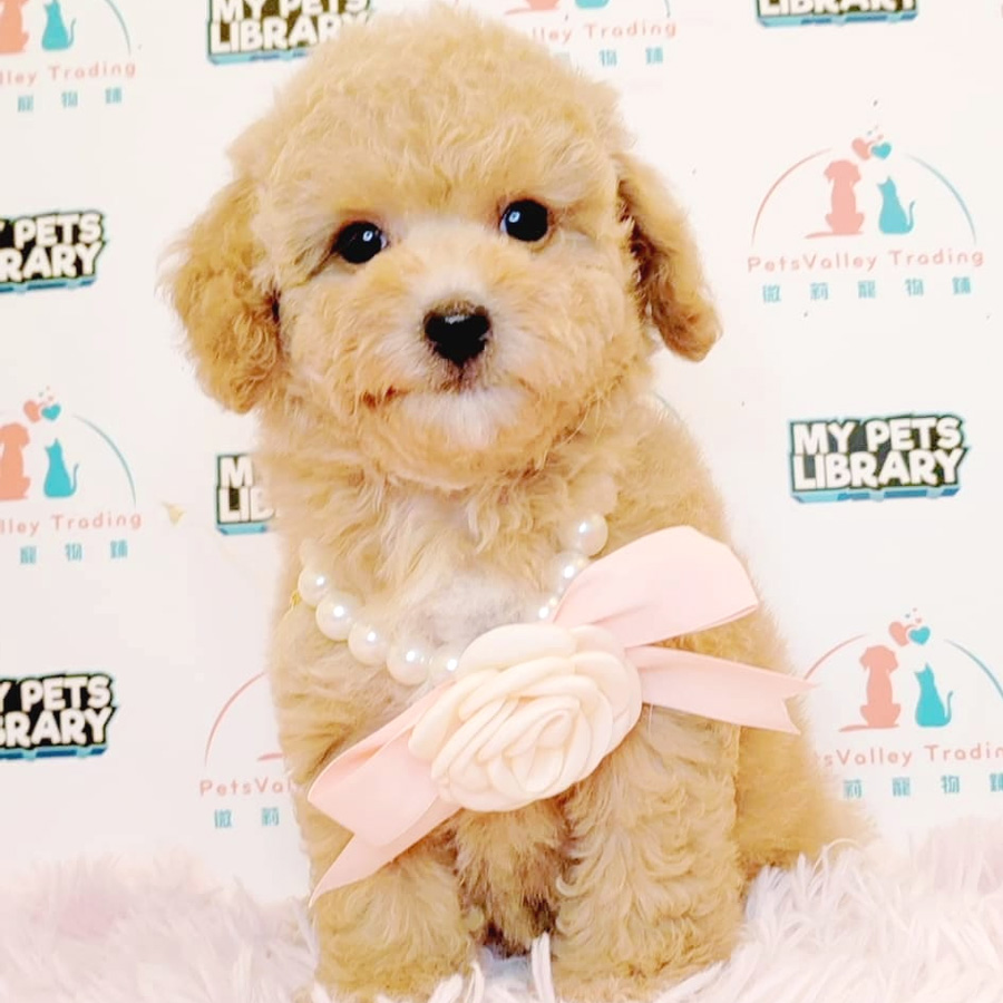 Toy Poodle Puppy (Female) For Sale
