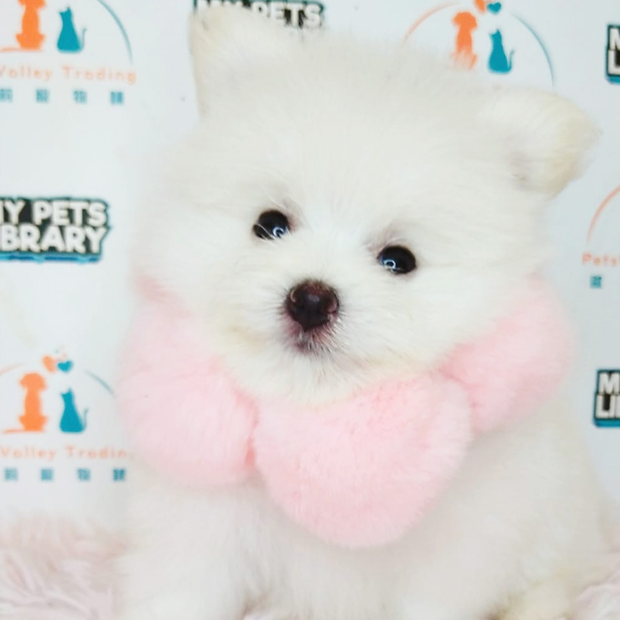 Pomeranian Puppy (Male) For Sale