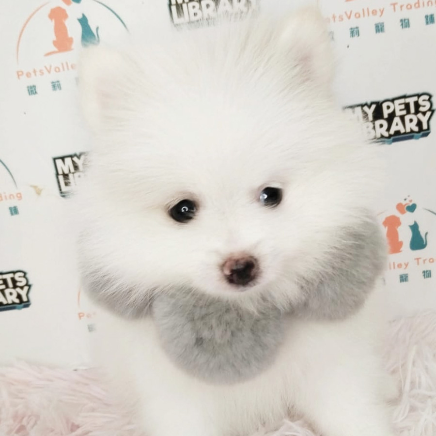 Pomeranian Puppy (Male) For Sale
