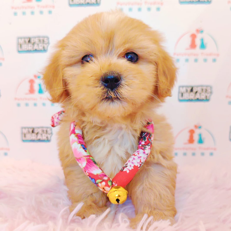 Maltipoo Puppy (Female) For Sale