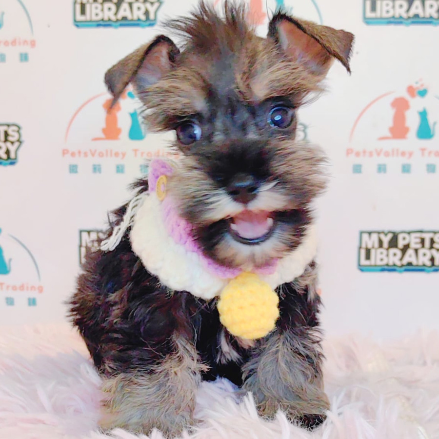 Schnauzer Puppy (Female) For Sale