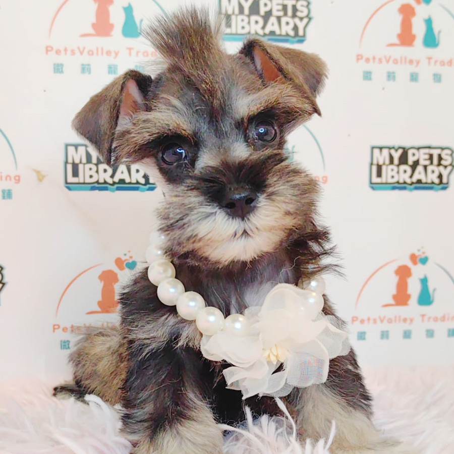 Schnauzer Puppy (Female) For Sale