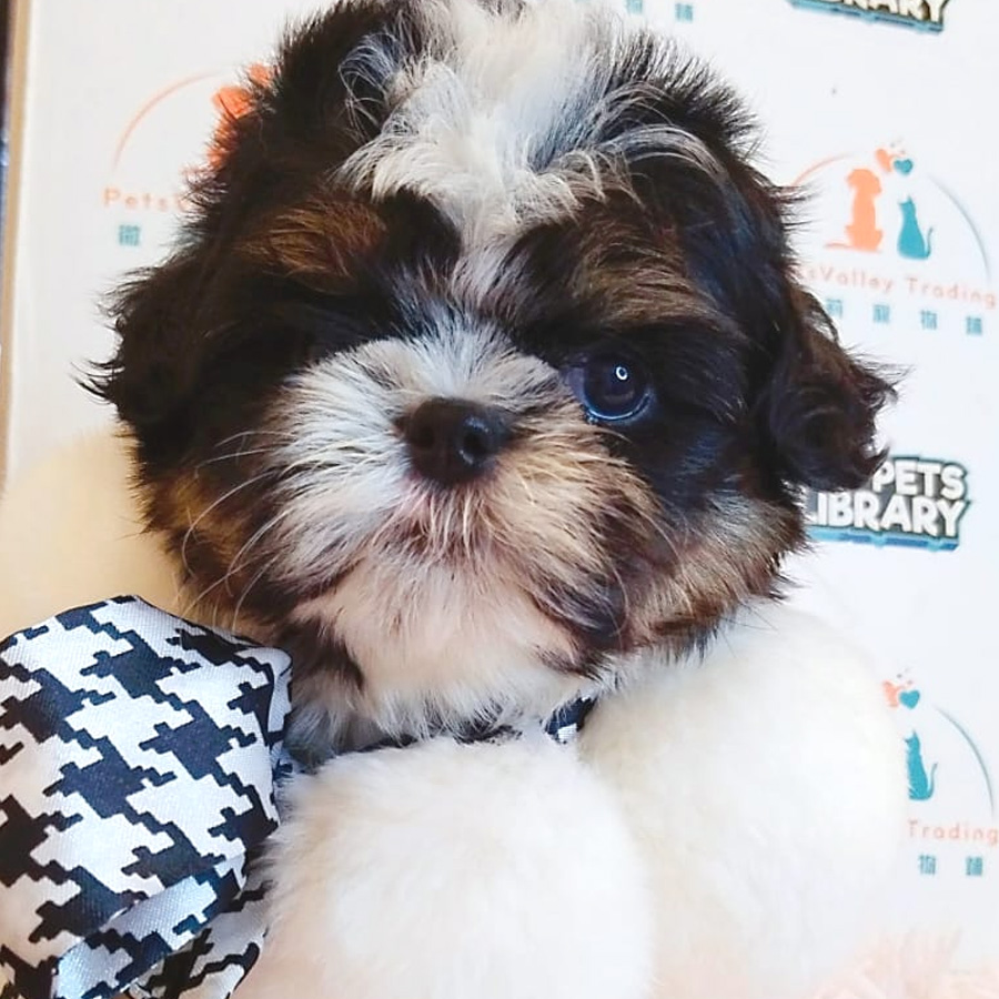 Shih Tzu Puppy (Male) For Sale