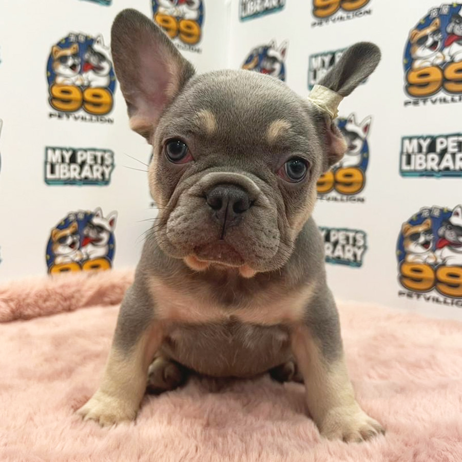 French Bulldog Puppy (Female) For Sale