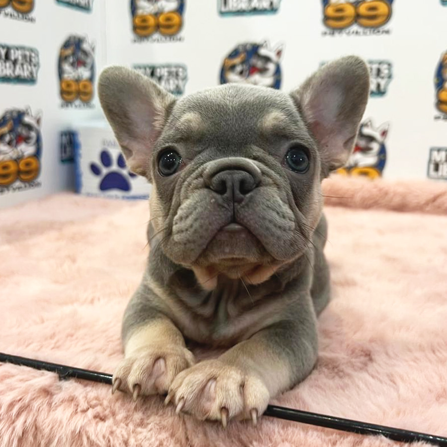 French Bulldog Puppy (Female) For Sale